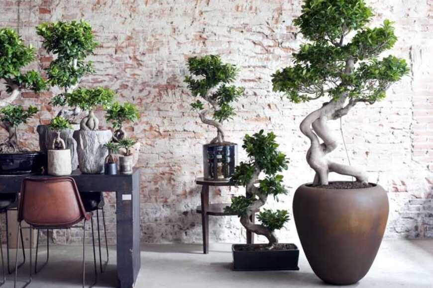 Ficus Ginseng – un bonsai luxuriant si robust