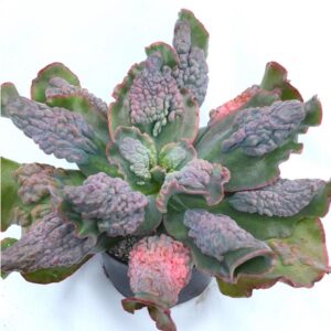 Plante suculente rara Echeveria Etna