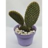 Opuntia Microdasys – Cactus urechi de iepure