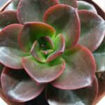 Echeveria Melaco