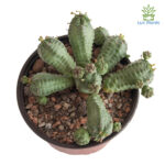 Euphorbia pseudoglobosa