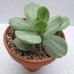 Echeveria mocha variegata