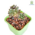 Aeonium castello-paivae variegata