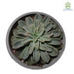 Echeveria „Fantastic Fountain”