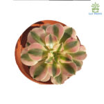 Aeonium'Pink Witch'