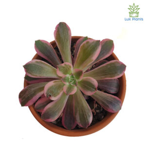 Aeonium Pink Witch Silk