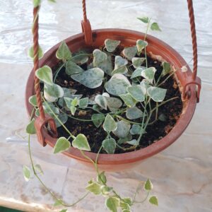 Ceropegia linearis “Merel”