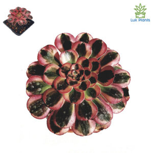 Aeonium ‘Pink Chanel’