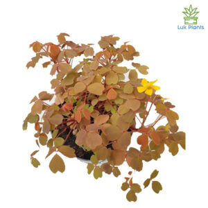 Oxalis Sunset Velvet Yellow
