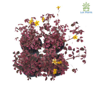 Oxalis Vulcan Pink