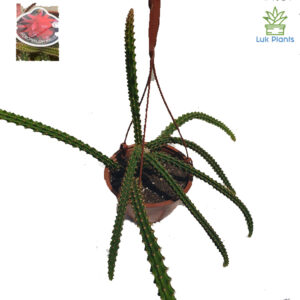 Aporophyllum mallisonii