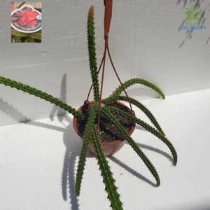 Aporophyllum mallisonii