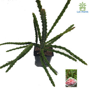 Aporophyllum 'Salmon Queen'