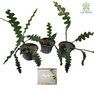 Epiphyllum anguliger/Ric rac
