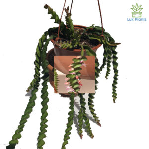 Rhipsalis cruciformis 'Spiralis'