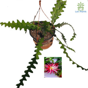Selenicereus anthonyanus-Fishbone Cactus