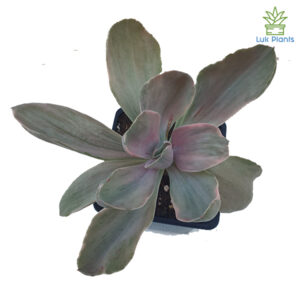 Echeveria decora variegata