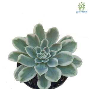 Echeveria lemon rose variegata