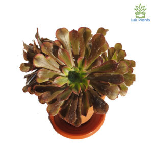 Aeonium ‘Chocolate’ (Zwartkin Yellow)