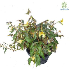 Begonia Beauvilla Ampel