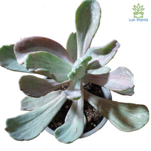 Echeveria Jocelin’s Joy
