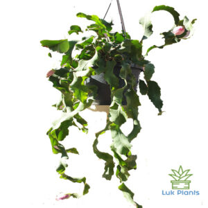Epiphyllum Guatamalense Monstrosa – Orhideea Cactus