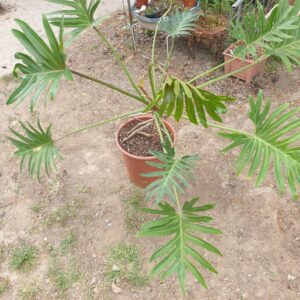 Philodendron Xanadu