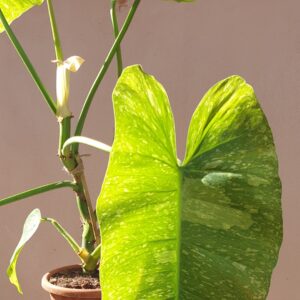 Philodendron Jose Buono Constellation -Splash Variegation