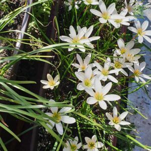 Zephyranthes candida – Crinul alb de ploaie