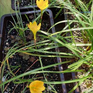 Zephyranthes citrina – Floarea Zephyrului galbena
