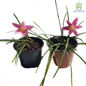 Zephyranthes rosea – Crinul ploii cu flori roz